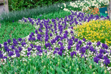 Hollanda 'da güzel renkli lale ve nergis alanları
