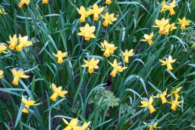 Hollanda 'da güzel renkli lale ve nergis alanları