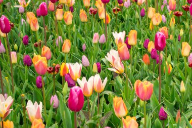 Güzel sping çiçekler-laleler, Narcissus