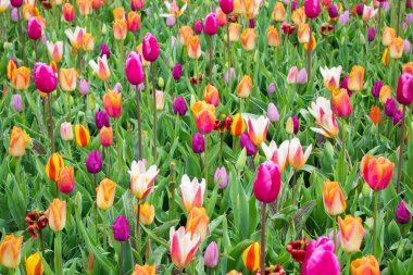 Güzel sping çiçekler-laleler, Narcissus