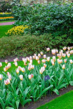 Güzel sping çiçekler-laleler, Narcissus