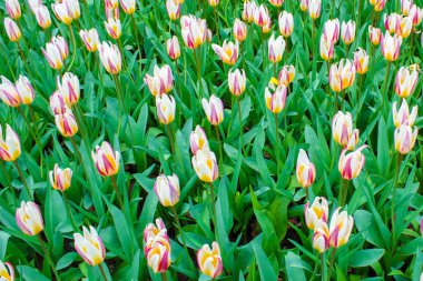 Güzel sping çiçekler-laleler, Narcissus