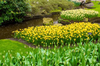 Güzel sping çiçekler-laleler, Narcissus
