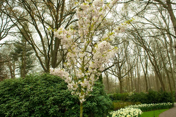 Krásný Rozkvetací Květiny Narcis — Stock fotografie