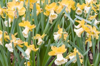 İlk bahar çiçekler lale, Daffodils, crocuses, Sümbüller yakın-up vardır. Arka planlar ve dokular için çiçek yatakları