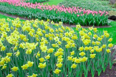 İlk bahar çiçekler lale, Daffodils, crocuses, Sümbüller yakın-up vardır. Arka planlar ve dokular için çiçek yatakları