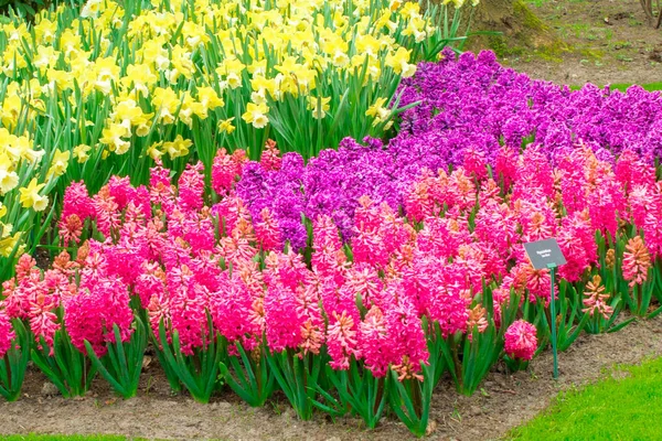 Bahar Çiçekler Lale Daffodils Crocuses Sümbüller Yakın Vardır Arka Planlar — Stok fotoğraf