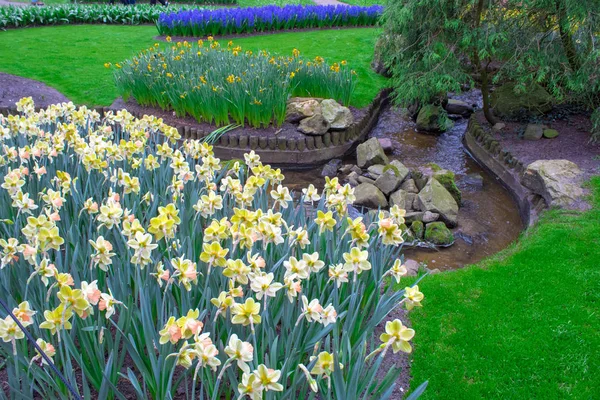 Las Primeras Flores Primavera Son Tulipanes Narcisos Azafrán Jacintos Cerca — Foto de Stock
