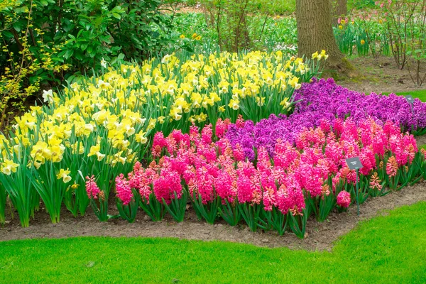 First Spring Flowers Tulips Daffodils Crocuses Hyacinths Close Flower Beds — Stock Photo, Image