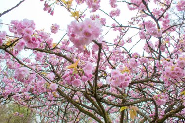 Sakura Keukenhof botanik bahçesinde çiçek açan bahar çiçekleri arasında göl yakınında çiçeklenme, Hollanda.