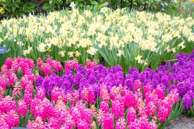 Keukenhof park, Hollanda'da pembe ve mavi bahar sümbüller yakın çekim. Arka plan ve doku için bahar çiçekleri.