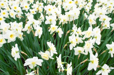 Hollanda, Keukenhof parkında sarı, beyaz, turuncu bahar nergisleri. Arkaplan için nergisler.