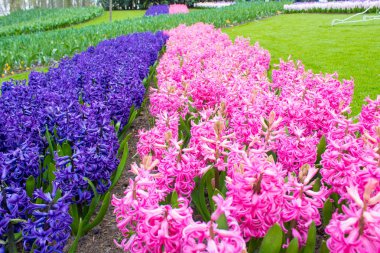 Keukenhof park, Hollanda'da pembe ve mavi bahar sümbüller yakın çekim. Arka plan ve doku için bahar çiçekleri.
