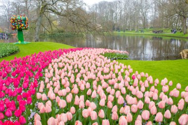 Renkli lale grubu. kırmızı, pembe, mor çiçek lale. Lale yakın, tonlama. Parlak renkli lale fotoğraf arka plan. Keukenhof park, Hollanda'da farklı renklerde laleler alanı