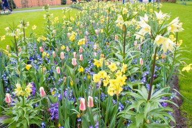 Botanik parkı Keukenhof, Hollanda bahar parlak renklerçiçek yatak