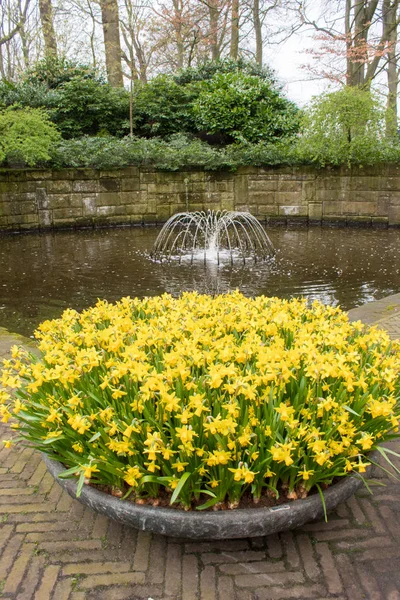 Narcisos Amarillos Blancos Naranjas Parque Keukenhof Países Bajos Narcisos Para — Foto de Stock