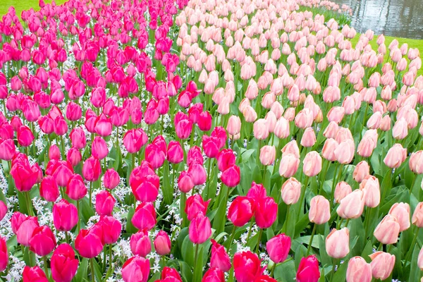 カラフルなチューリップのグループ ピンク 紫の花のチューリップ チューリップクローズアップ トーン 明るいカラフルなチューリップの写真の背景 オランダ キューケンホフ公園の異なる色のチューリップ畑 — ストック写真