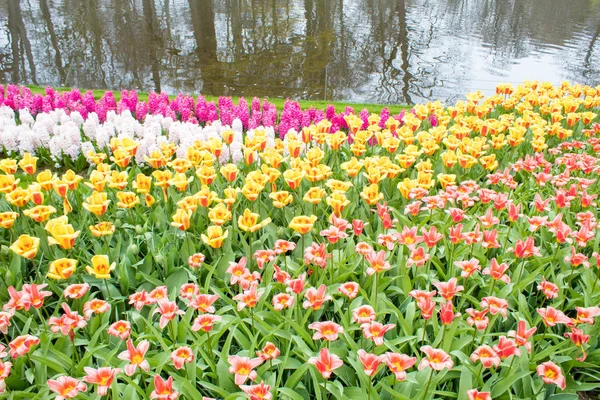 Gruppe Von Bunten Tulpen Rote Rosa Lila Blütentulpe Tulpe Hautnah — Stockfoto