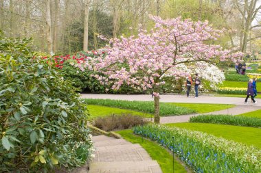 Keukenhof, Hollanda 06.04.2019: Çiçek açan renkli çiçek yatakları tüm bahçe parkını kapsıyor. Lale tarlaları ve kiraz çiçekleri bu botanik harikalar turistler için popüler bir yer yapmak.