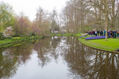 Keukenhof, Hollanda 06.04.2019: Çiçek açan renkli çiçek yatakları tüm bahçe parkını kapsıyor. Lale tarlaları ve kiraz çiçekleri bu botanik harikalar turistler için popüler bir yer yapmak.