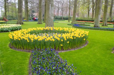 Keukenhof, Hollanda 06.04.2019: Çiçek açan renkli çiçek yatakları tüm bahçe parkını kapsıyor. Lale tarlaları ve kiraz çiçekleri bu botanik harikalar turistler için popüler bir yer yapmak.