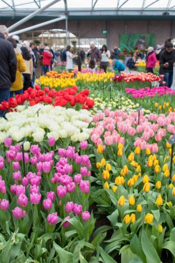 Keukenhof, Hollanda 06.04.2019: Çiçek açan renkli çiçek yatakları tüm bahçe parkını kapsıyor. Lale tarlaları ve kiraz çiçekleri bu botanik harikalar turistler için popüler bir yer yapmak.