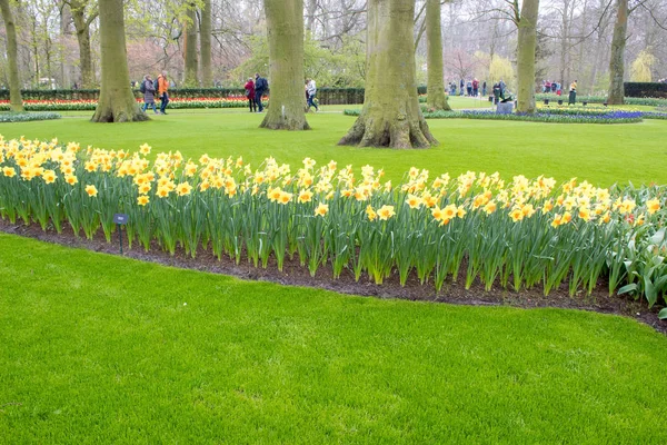 荷兰库肯霍夫 2019 绽放的五颜六色的花坛覆盖了整个花园公园 郁金香田和樱花使这个植物仙境成为游客的热门目的地 — 图库照片