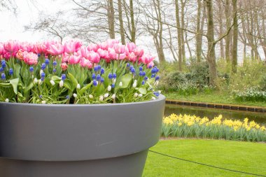 Hollanda'da bir sergide Hollanda lale alışılmadık türleri