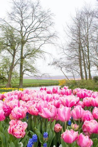 Ungewöhnliche Arten Holländischer Tulpen Auf Einer Ausstellung Den Niederlanden — Stockfoto