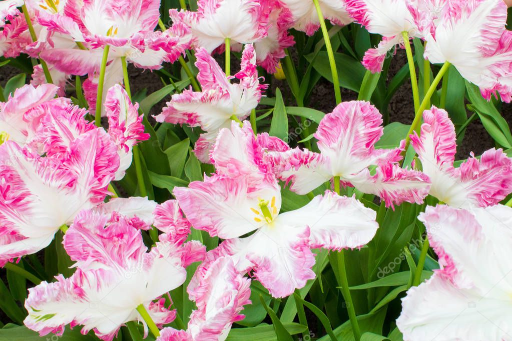 Unusual types of Dutch tulips at an exhibition in the Netherlands