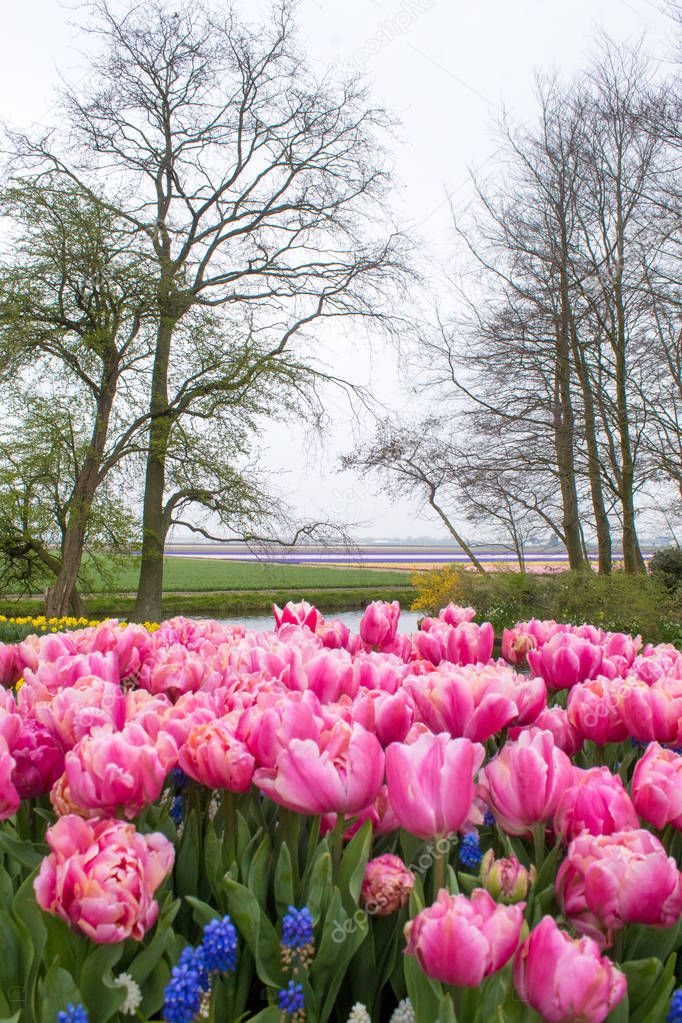 Unusual types of Dutch tulips at an exhibition in the Netherlands