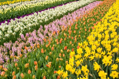 Botanik parkı Keukenhof Bahar parlak çiçek yatak, Hollanda