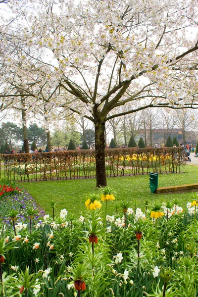 Macizos Flores Brillantes Primavera Parque Botánico Keukenhof Países Bajos —  Fotos de Stock