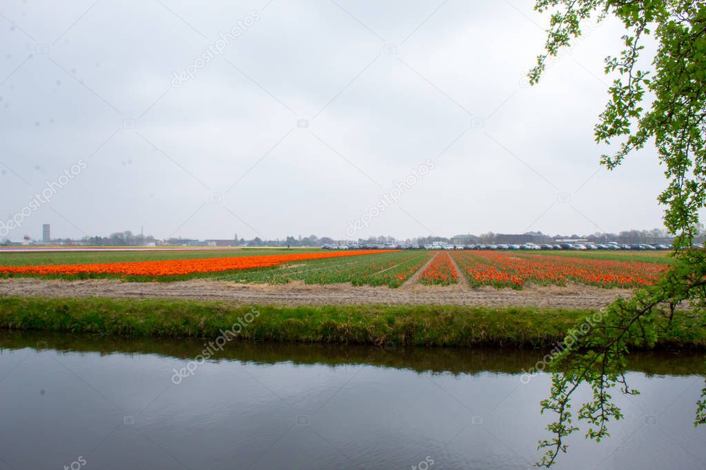 Spring bright flower beds in the botanical park Keukenhof, the Netherlands