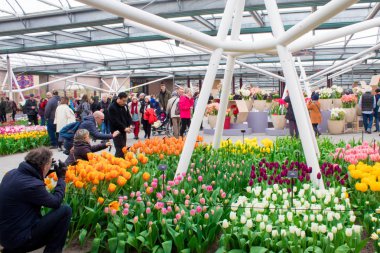 Keukenhof, Lisse, Hollanda 06.04.2019: Çiçek açan lalelerle popüler Keukenhof Botanik Parkı yılda sadece 2 ay turistlere açıktır.