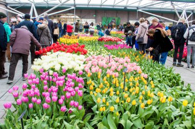 Keukenhof, Lisse, Hollanda 06.04.2019: Çiçek açan lalelerle popüler Keukenhof Botanik Parkı yılda sadece 2 ay turistlere açıktır.
