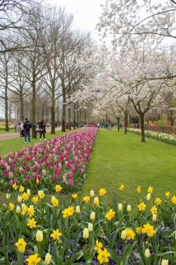 Keukenhof, Lisse, Hollanda 06.04.2019: Çiçek açan lalelerle popüler Keukenhof Botanik Parkı yılda sadece 2 ay turistlere açıktır.