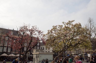 Amsterdam/Hollanda, 06 Nisan 2019: Amsterdam sokaklarında yürüyün. Kanallar, laleler, bisikletler, tekneler.