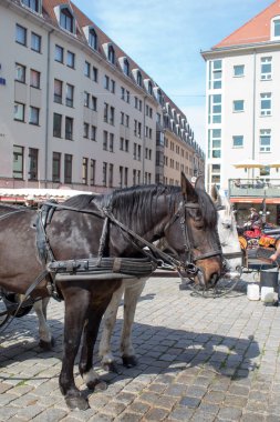 Dresden, Almanya - 20 Nisan 2019: Barok mimari restore edildi. Görkemli ve görkemli şehir sokakları, turistler ve Paskalya tatilinde ulaşım.