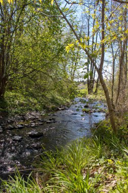 Almanya'da Bohemian İsviçre yakınlarındaki güzel Sakson İsviçre kumtaşı Elbe Dağları'nda ilkbaharda yeşil bir yolda Rocky tırmanmaya