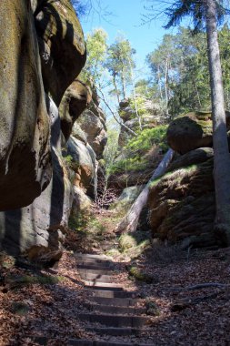 Almanya'da Bohemian İsviçre yakınlarındaki güzel Sakson İsviçre kumtaşı Elbe Dağları'nda ilkbaharda yeşil bir yolda Rocky tırmanmaya