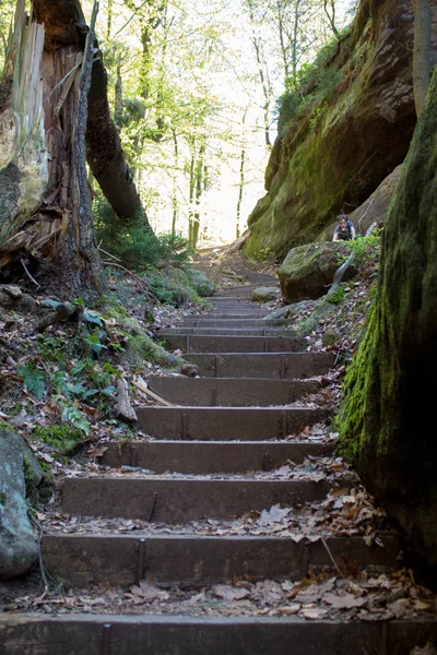 Almanya'da Bohemian İsviçre yakınlarındaki güzel Sakson İsviçre kumtaşı Elbe Dağları'nda ilkbaharda yeşil bir yolda Rocky tırmanmaya