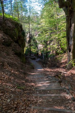 Almanya'da Bohemian İsviçre yakınlarındaki güzel Sakson İsviçre kumtaşı Elbe Dağları'nda ilkbaharda yeşil bir yolda Rocky tırmanmaya
