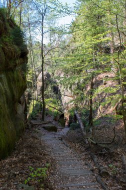 Almanya'da Bohemian İsviçre yakınlarındaki güzel Sakson İsviçre kumtaşı Elbe Dağları'nda ilkbaharda yeşil bir yolda Rocky tırmanmaya