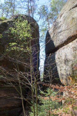 Almanya'da Bohemian İsviçre yakınlarındaki güzel Sakson İsviçre kumtaşı Elbe Dağları'nda ilkbaharda yeşil bir yolda Rocky tırmanmaya