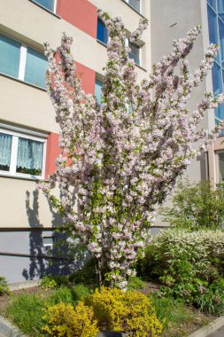 Güneşli bahar gününde Dresden eski şehir tarihi binalar, Almanya 
