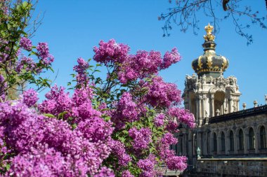 Dresden Zwinger Sarayı ünlü bir Alman dönüm noktası, bahar zamanı. 