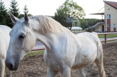 Batan yaz güneşinin ışınlarında bir çiftlikte güzel beyaz at otlatma