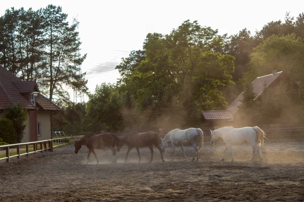 Стадо Красивых Лошадей Песчаном Тумане Закате Летний День — стоковое фото