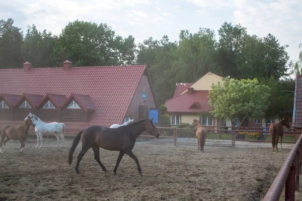 Herde Schöner Pferde Sanddunst Bei Sonnenuntergang Einem Sommertag — Stockfoto